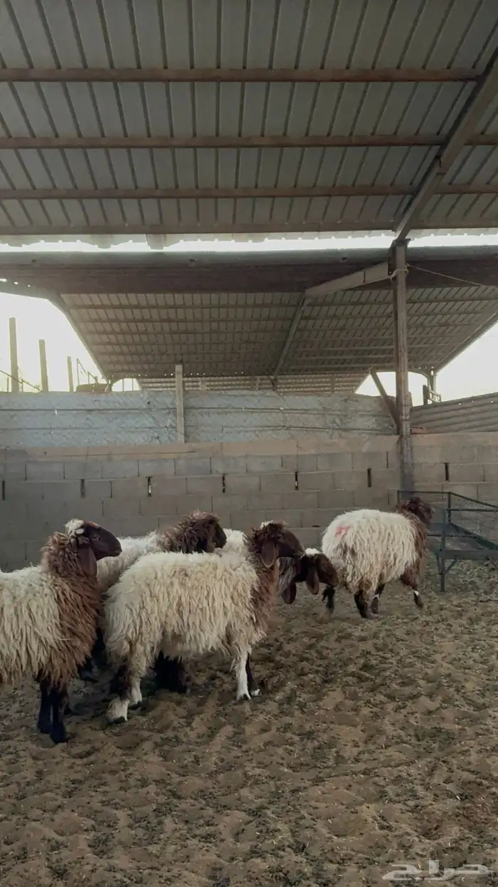 رخال نعيم جبره 8