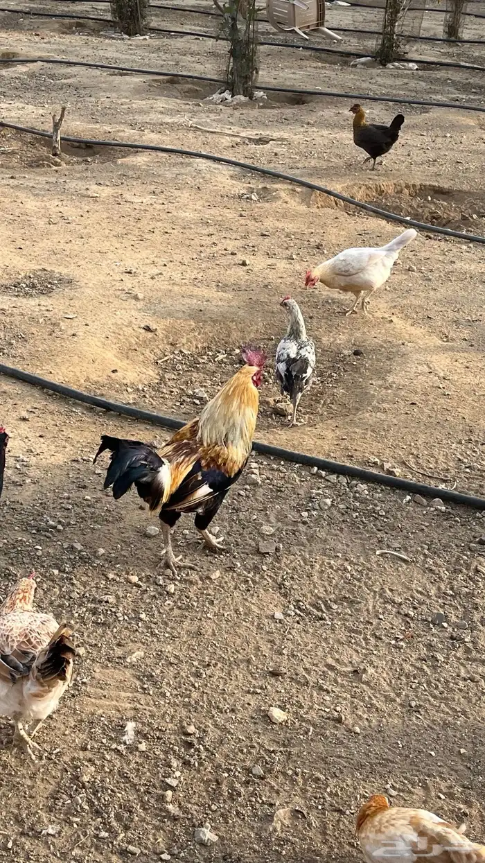ديك بلدي 2