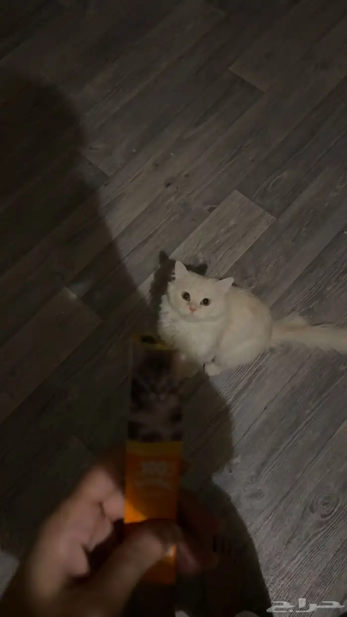 قطو مفقود 0
