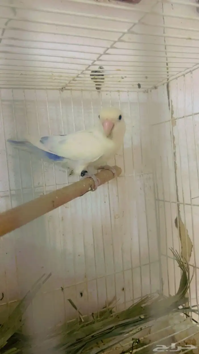 جوز روز وانثى وفرده انثى روز 3