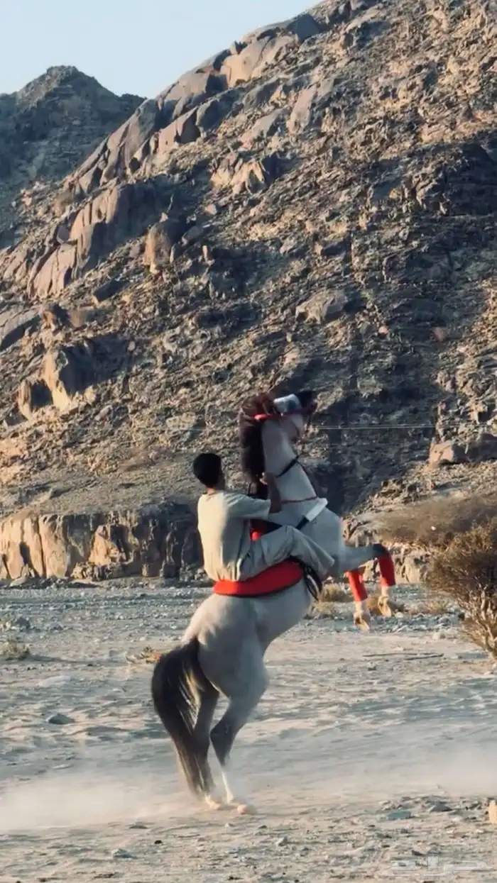 خيل شعبي 1