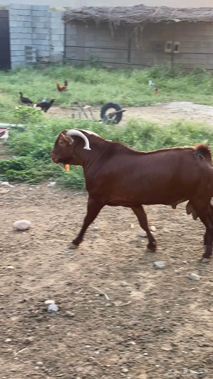 فحل ادهم محايلي فاخر 1