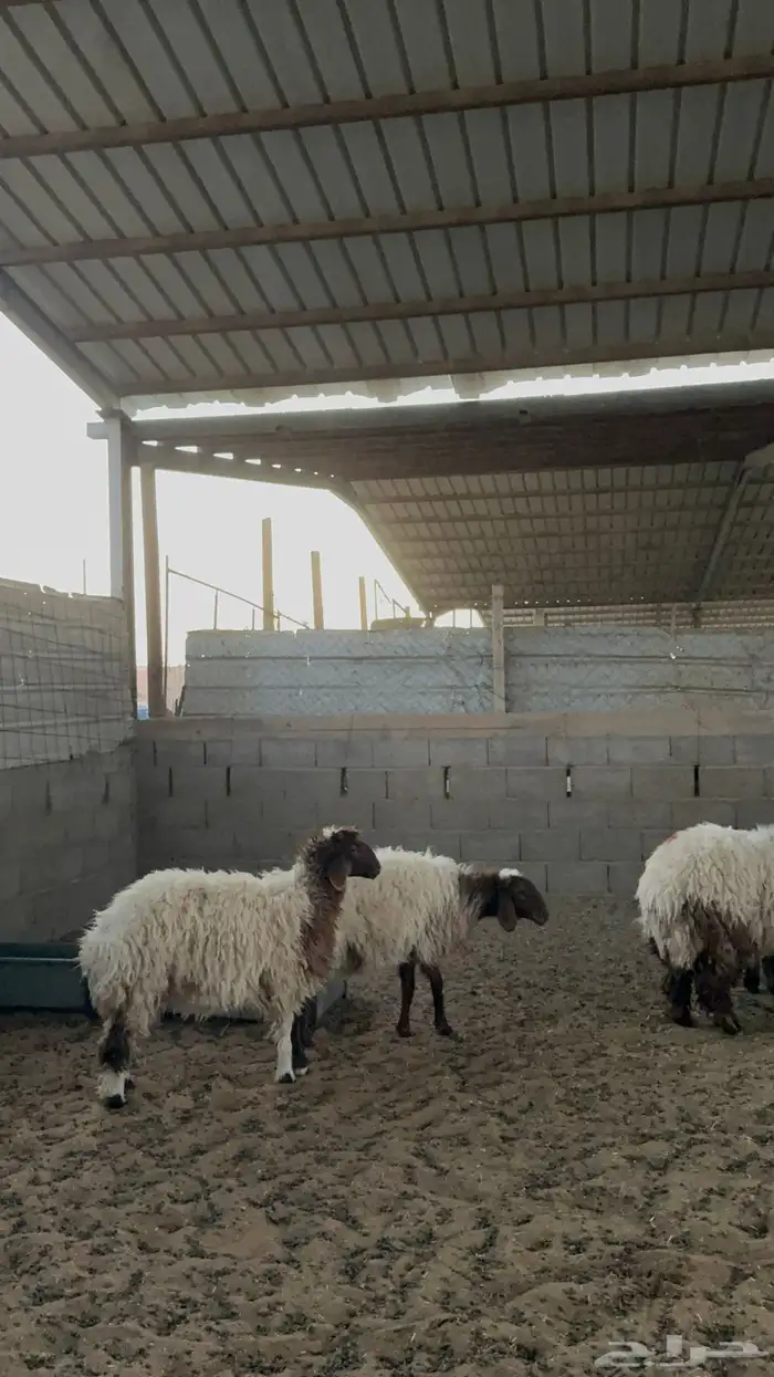 رخال نعيم جبره 3