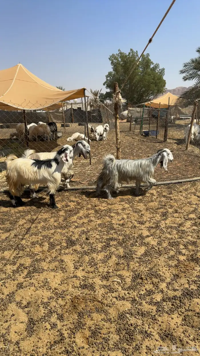 جفرات مقاني طيبه 5