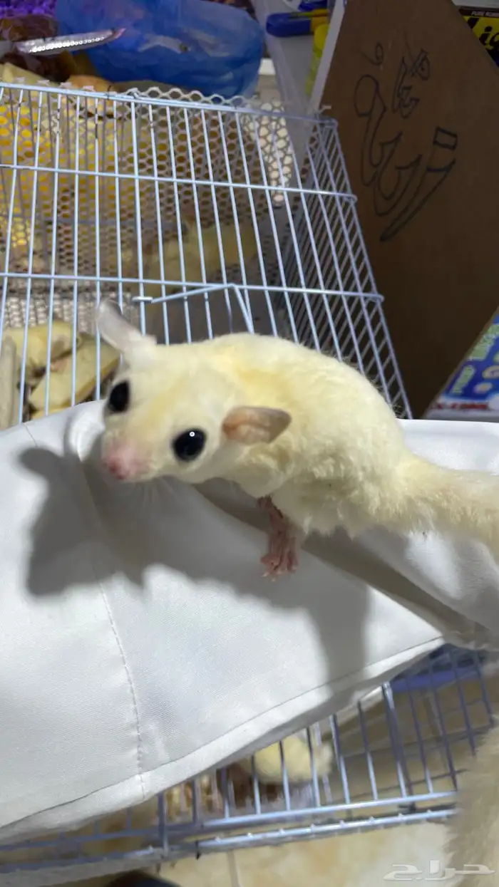 سنجاب طائر أليف 0
