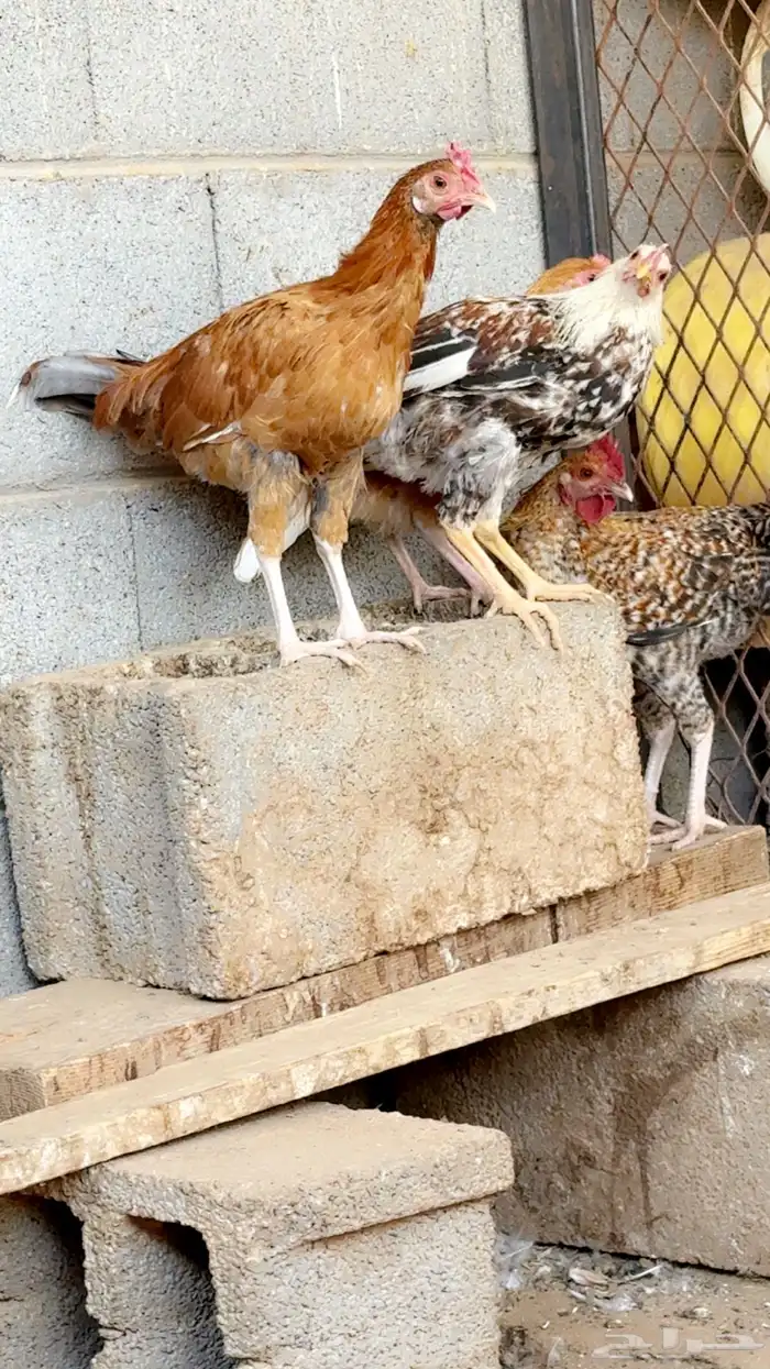 دجاج وديوك 2