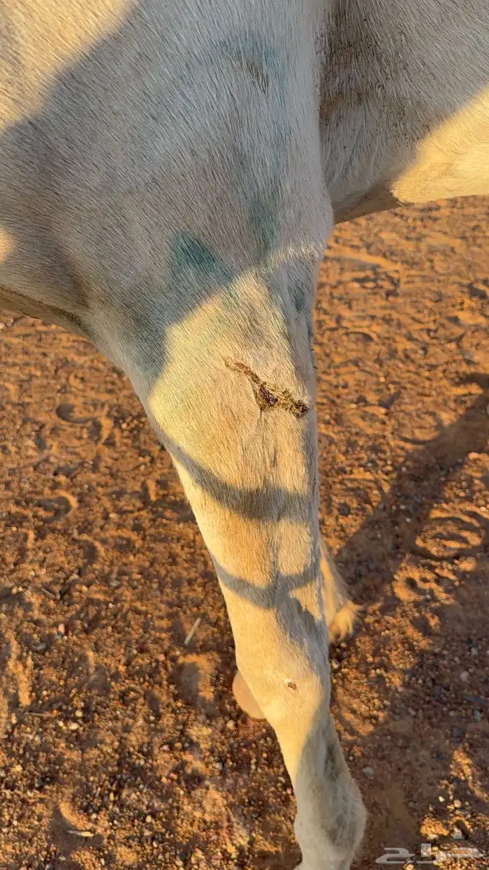 فرس عمرها 4 كفو للبيع عليها مهر ولقاح 10