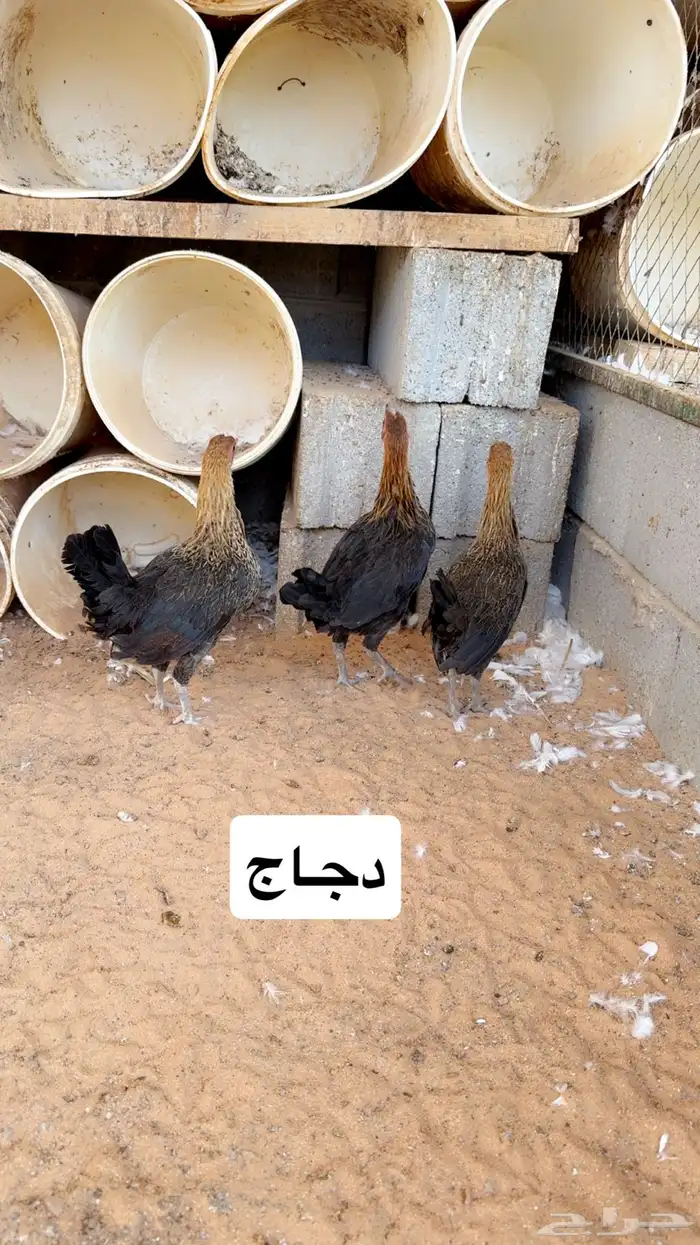 دجاج وديوك 0