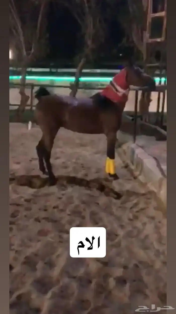 حصان واهو دم قوي 5