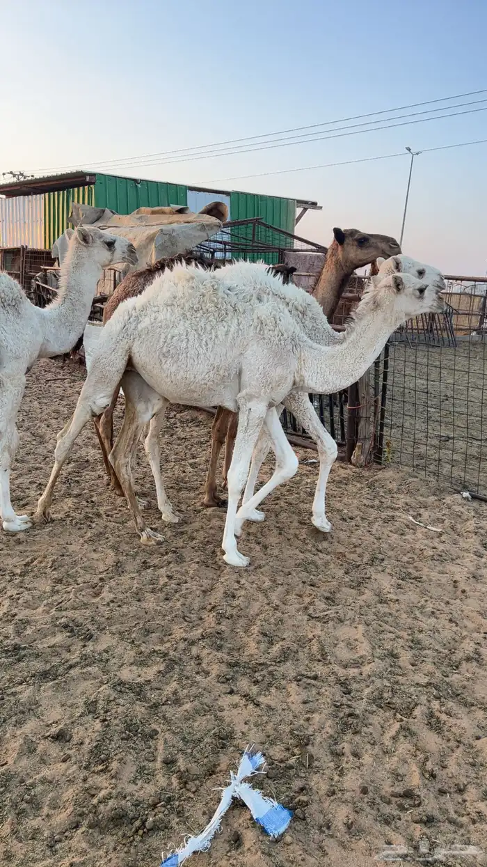 حشو للبيع 4 2