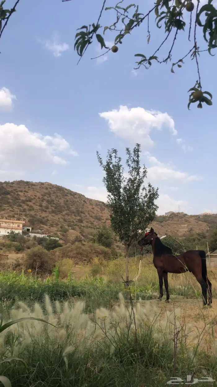 حصان عربي ورق 2
