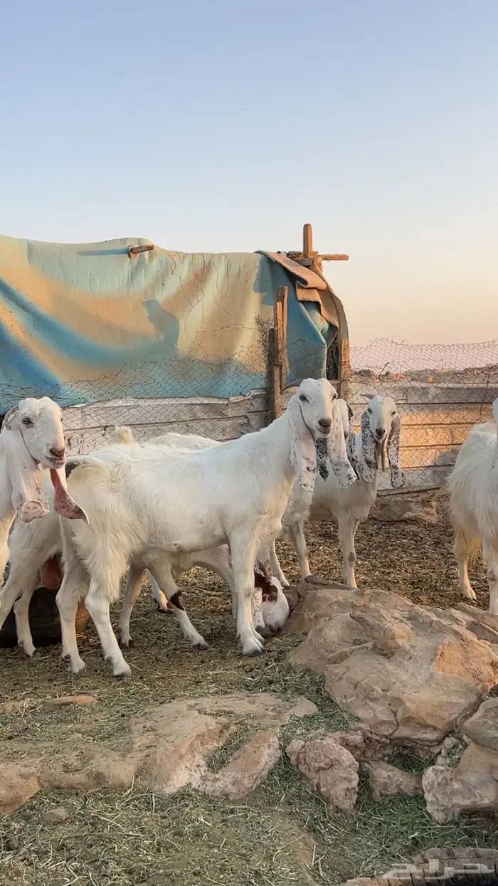 معزاء مشاريك دفيع 2