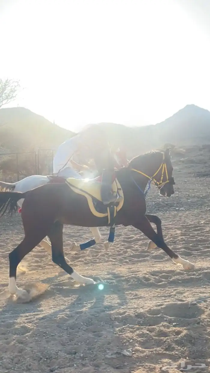مهر شعبي للبيع 1
