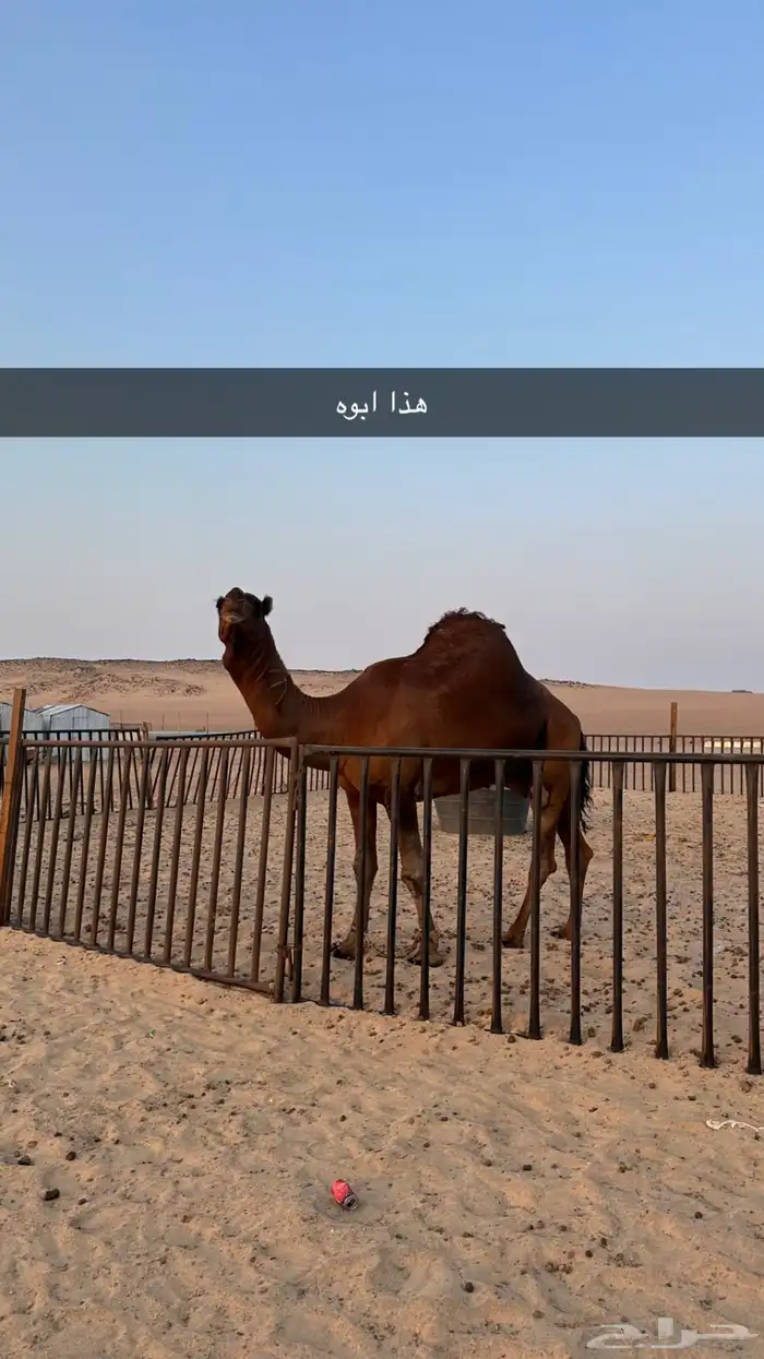 قعود ساحلي مشروع فحل 1