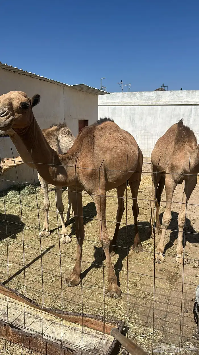 قعدان لبانيه على الشرط نظافه وشي فاخر 1