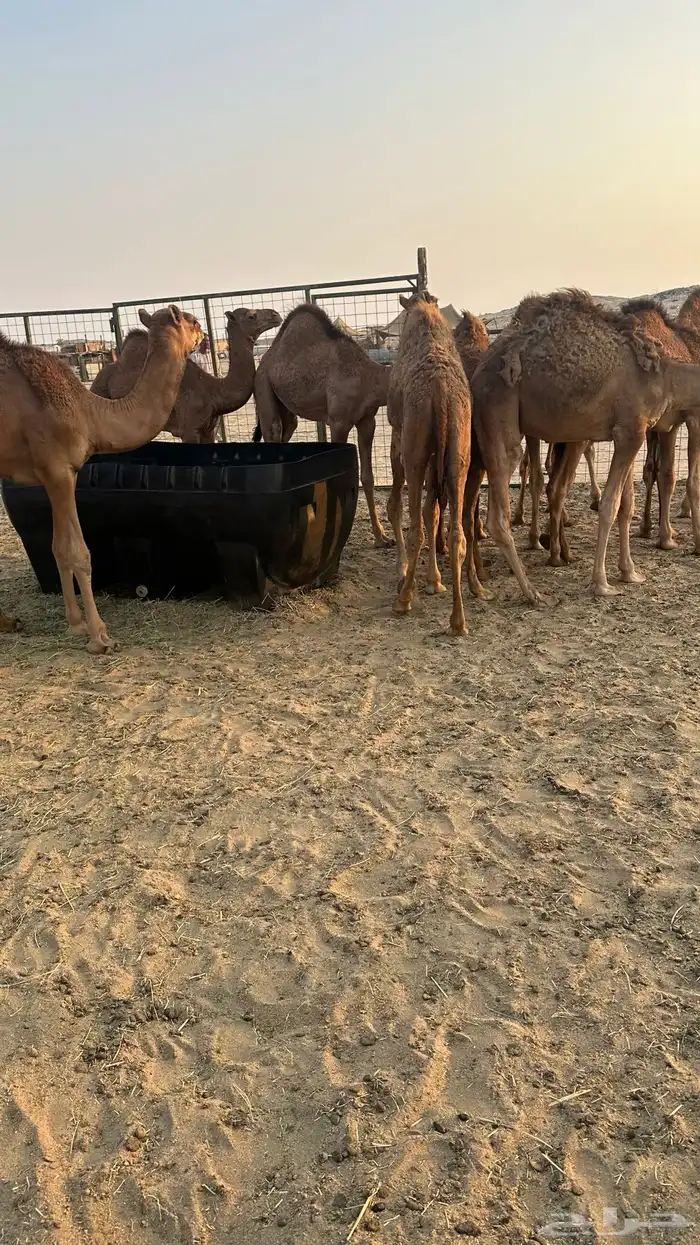 قعدان بلدي للبيع 4