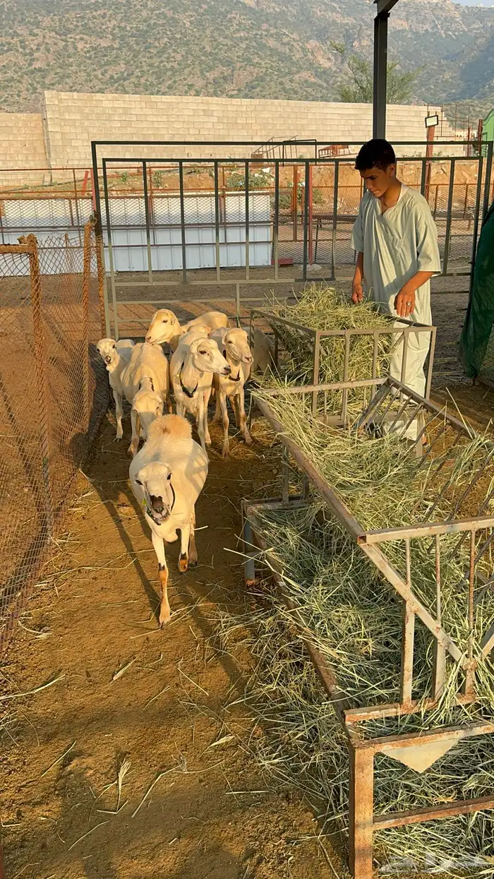 ضان مناتيج 3