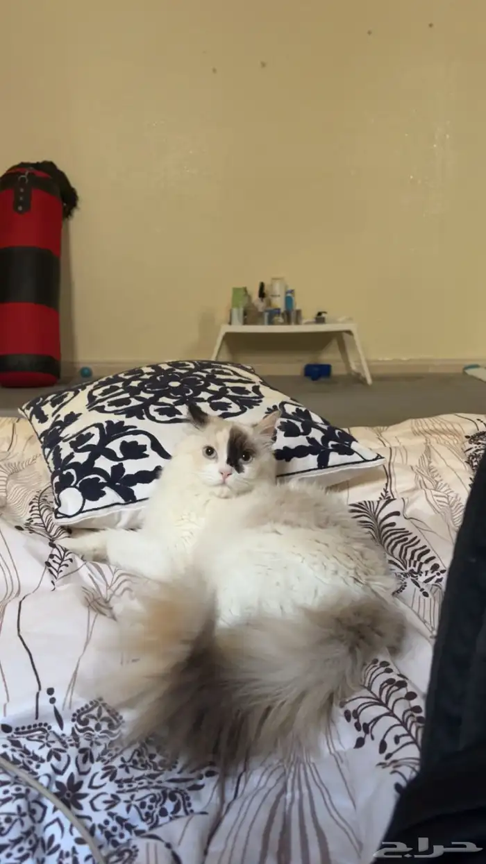 قطة شيرازي هملايا 3