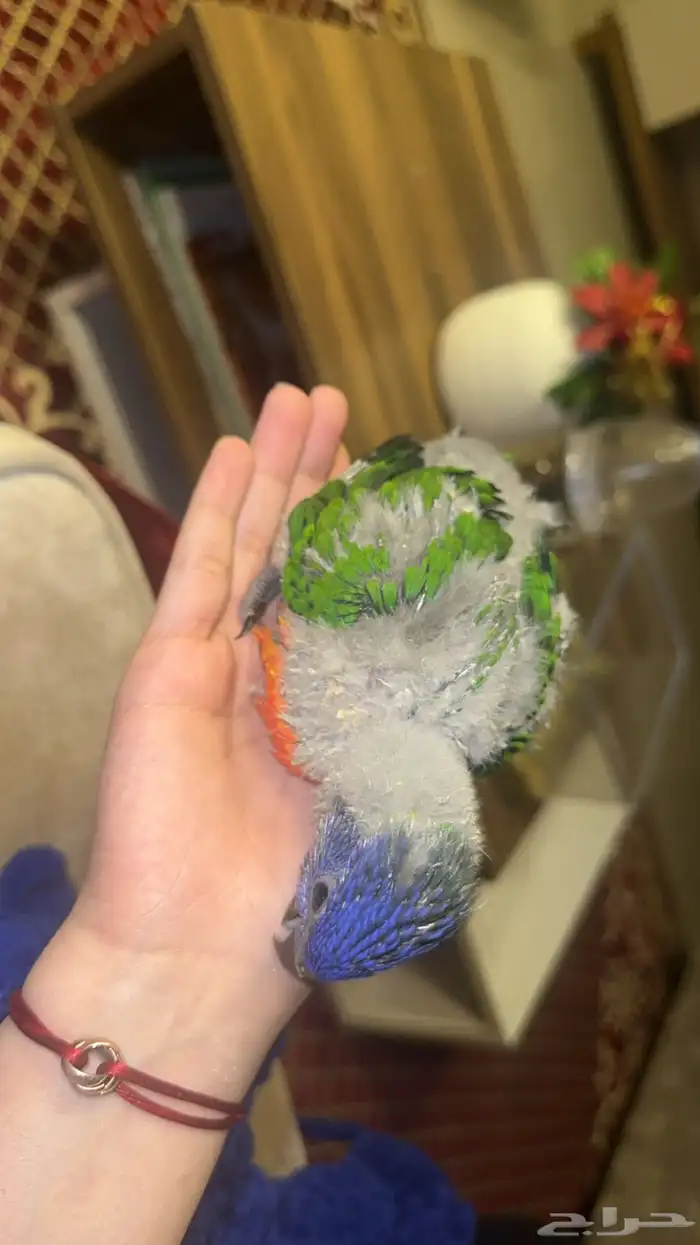 فرخ ببغاء لوري رينبو 2