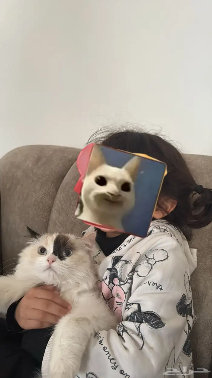 قطة شيرازي هملايا 2