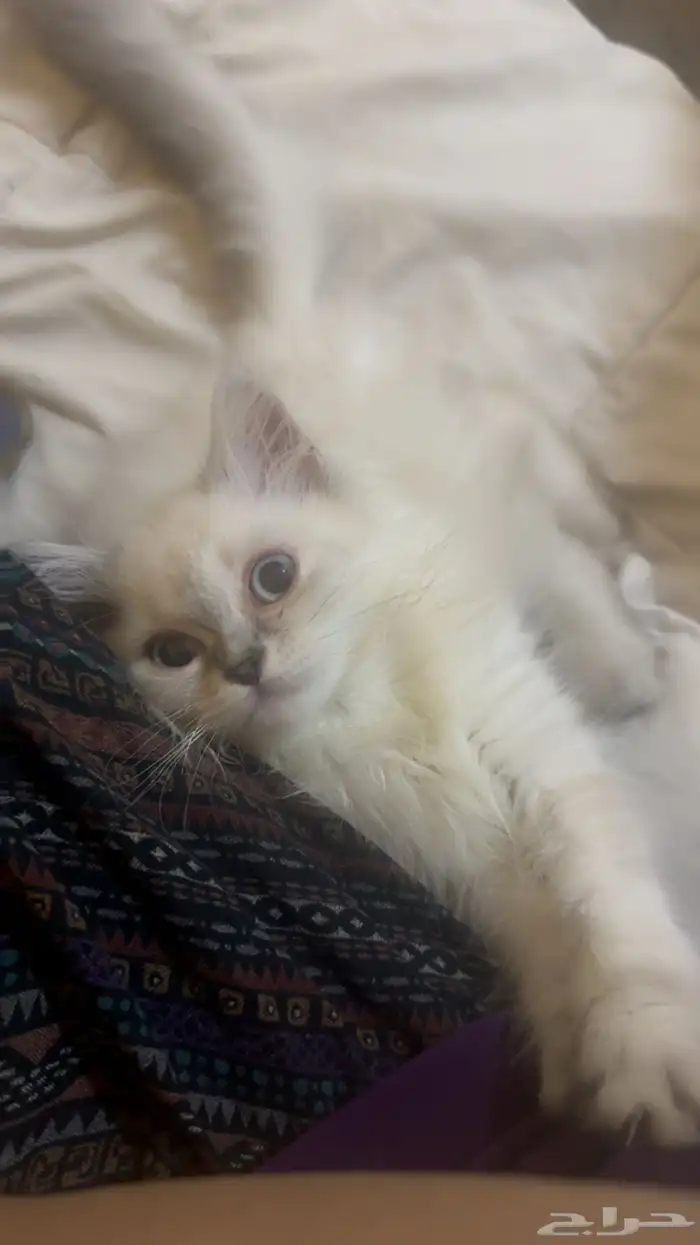 قطه انثى للبيع فارسيه 1