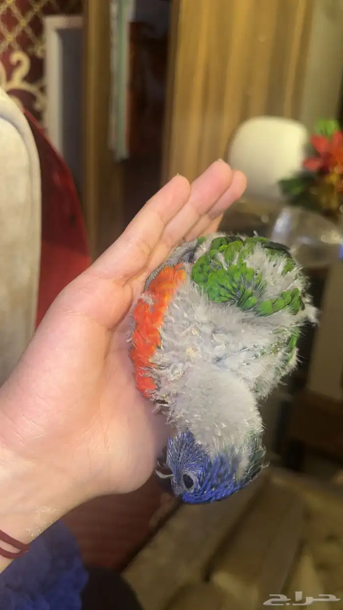 فرخ ببغاء لوري رينبو 3