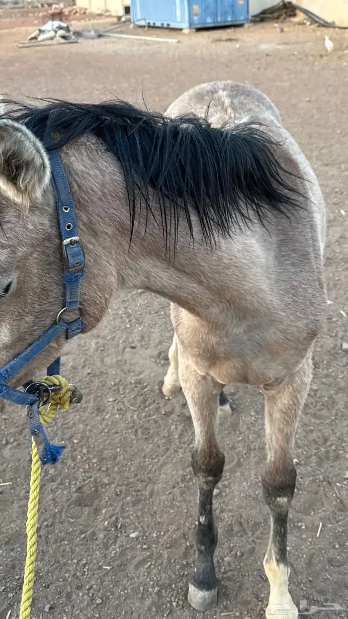 فرس عمرها 4 كفو للبيع عليها مهر ولقاح 19