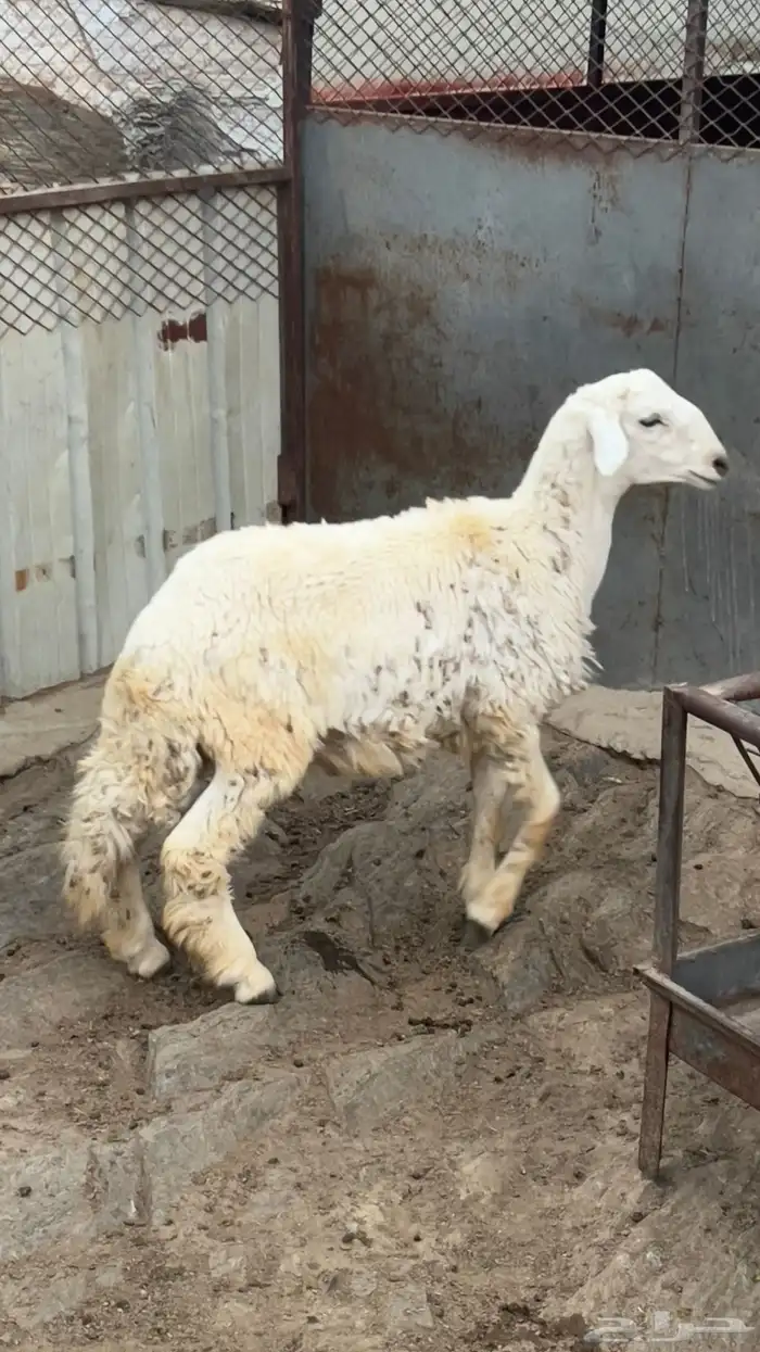 طلي حري وتيس بيشي للبيع 0