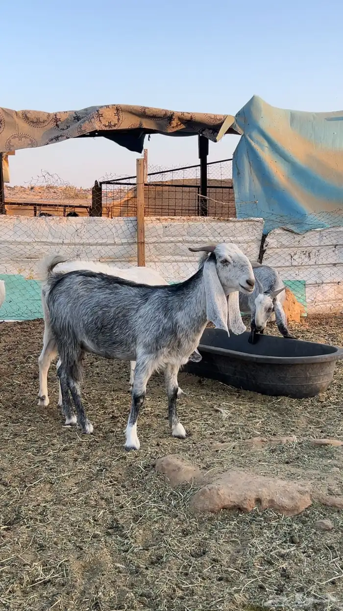 معزاء مشاريك دفيع 4