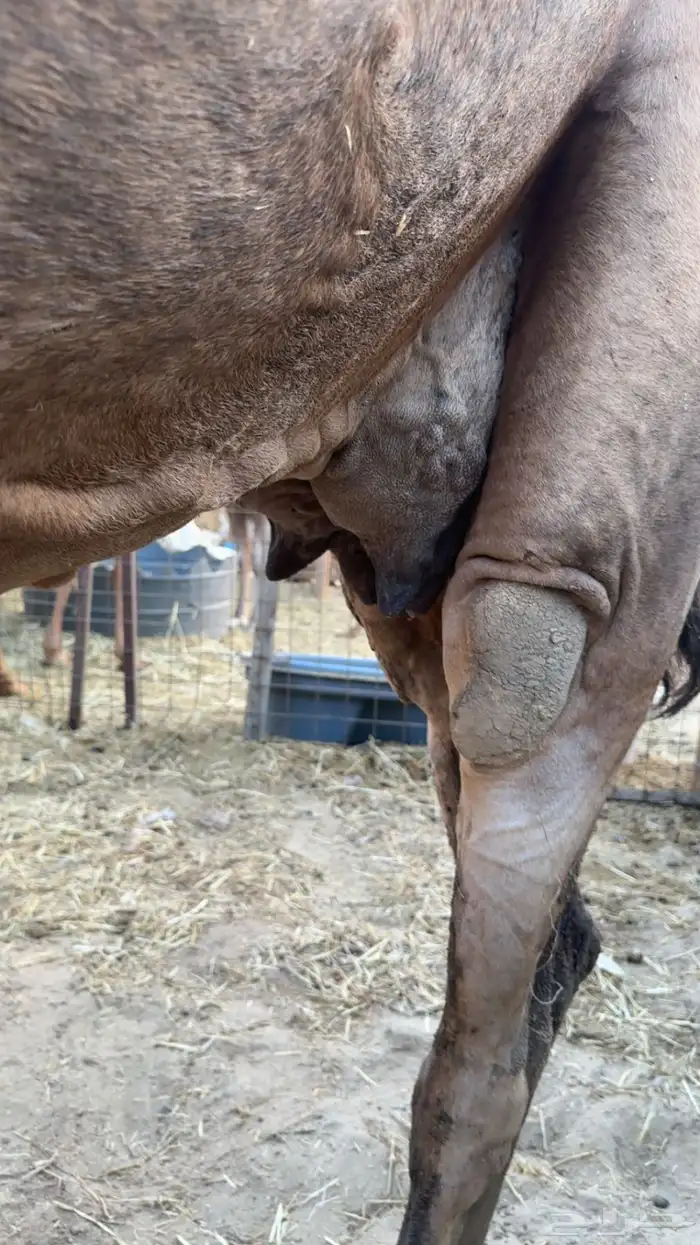 ناقه ساحليه بولدها 5