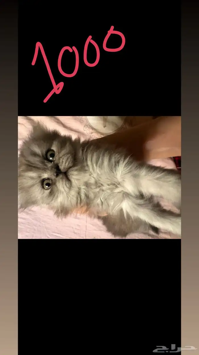 قطط شيرازي سكوتش للبيع   Persian Scottish kittens 6