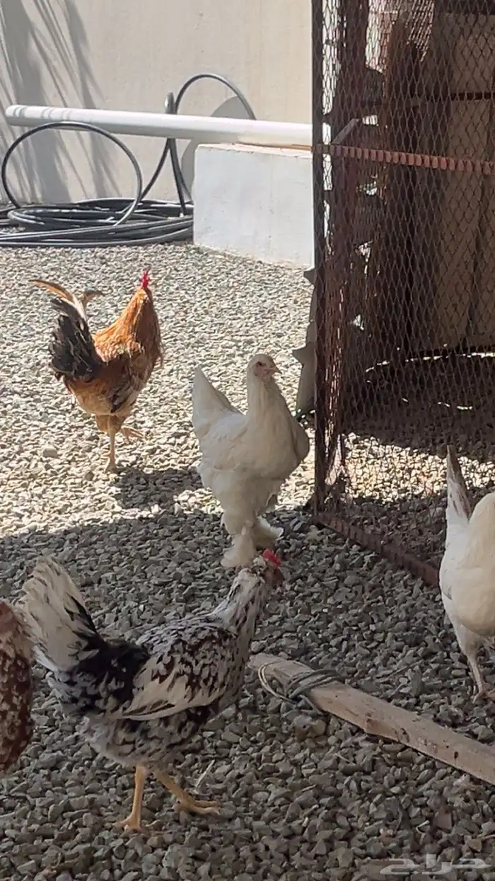 دجاج براهما للبيع 0