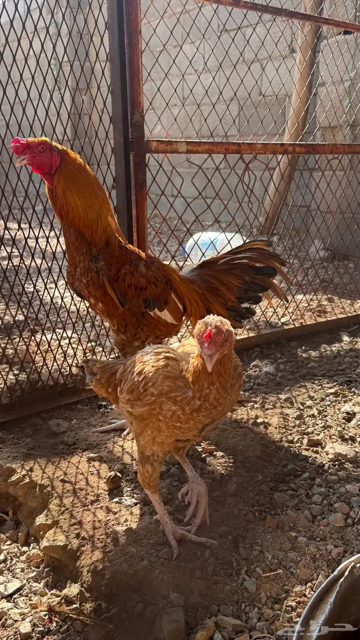 دجاج باكستاني 1