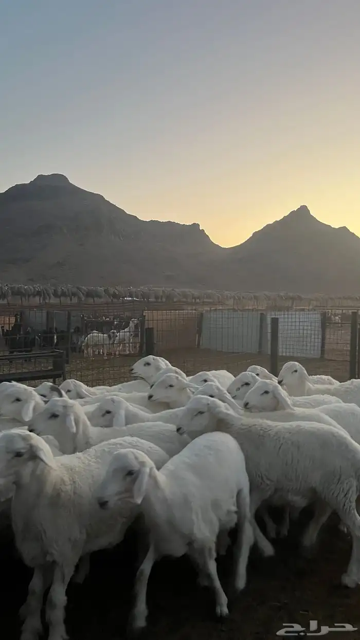 طليان حري ذبايح نظاف شرط 1