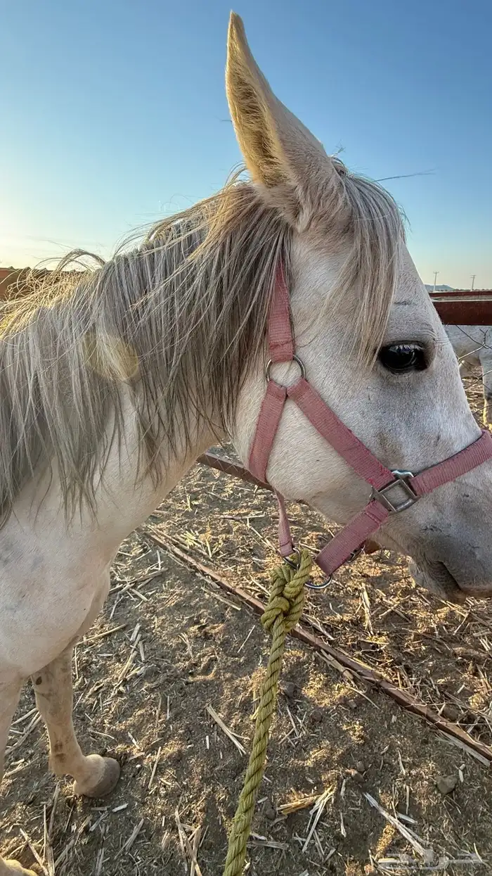 فرس عمرها 4 كفو للبيع عليها مهر ولقاح 8