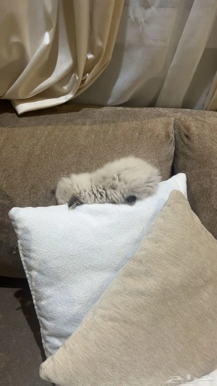 كيتن دراغول هملايا للبيع 0
