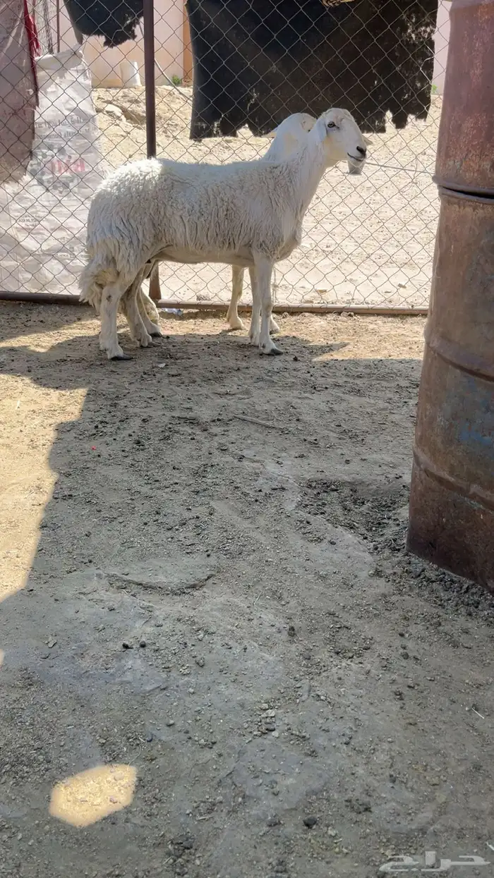 للبيع شاتين حيل كفو 0