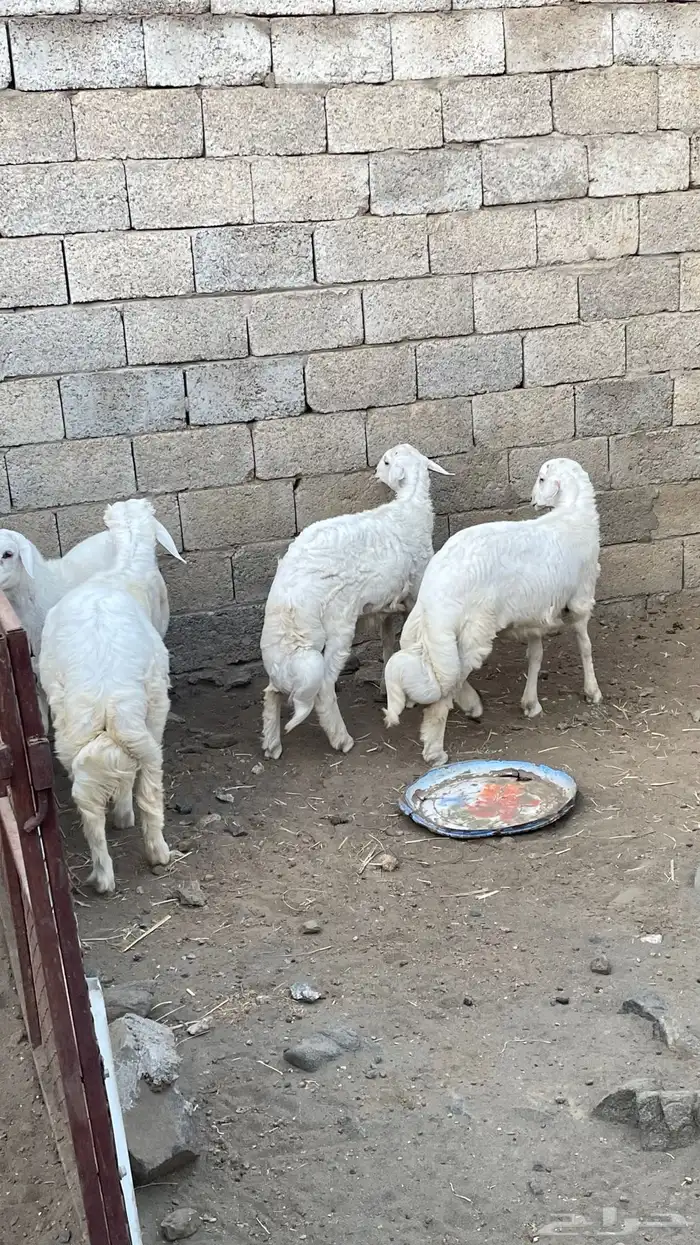 خرفان   طليان 8