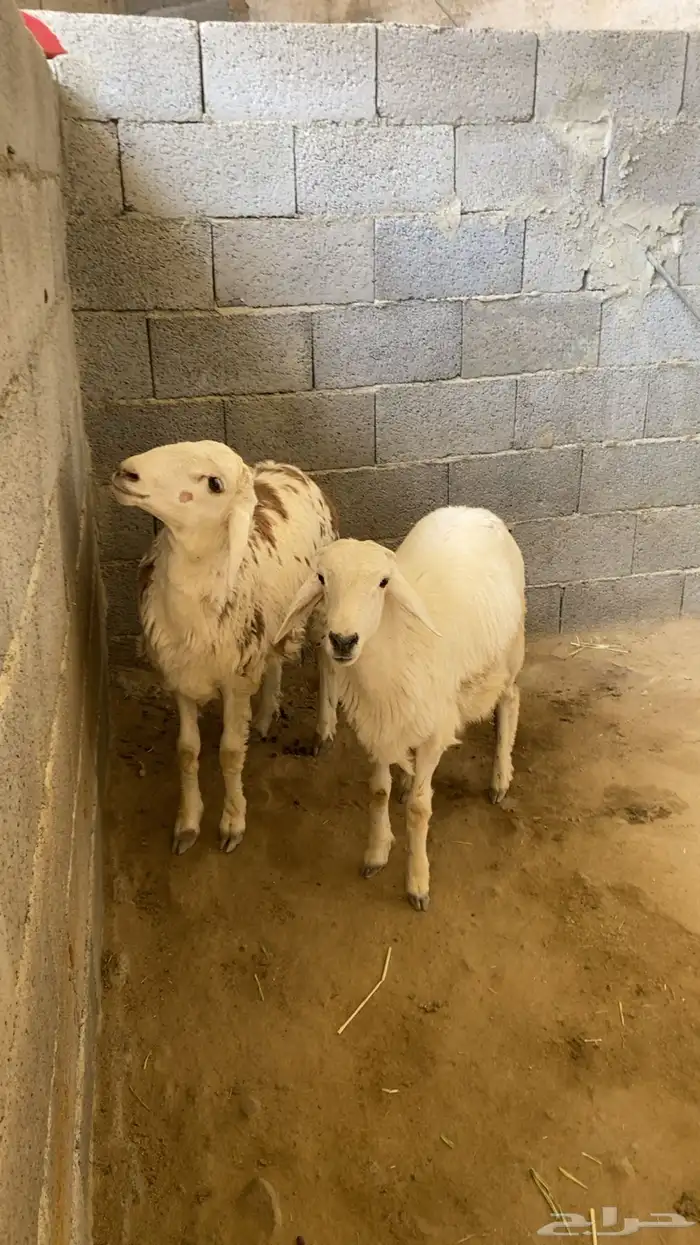 طليان حرية 1