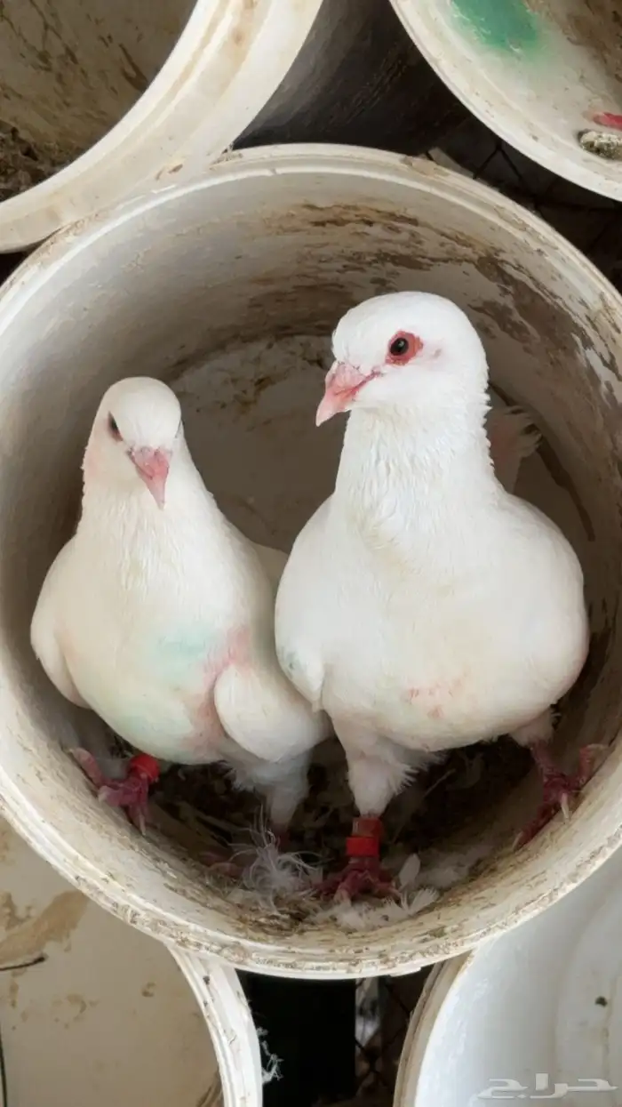 مطلوب حمام فرنسي زغليل او امهات وارانب ذبح 0