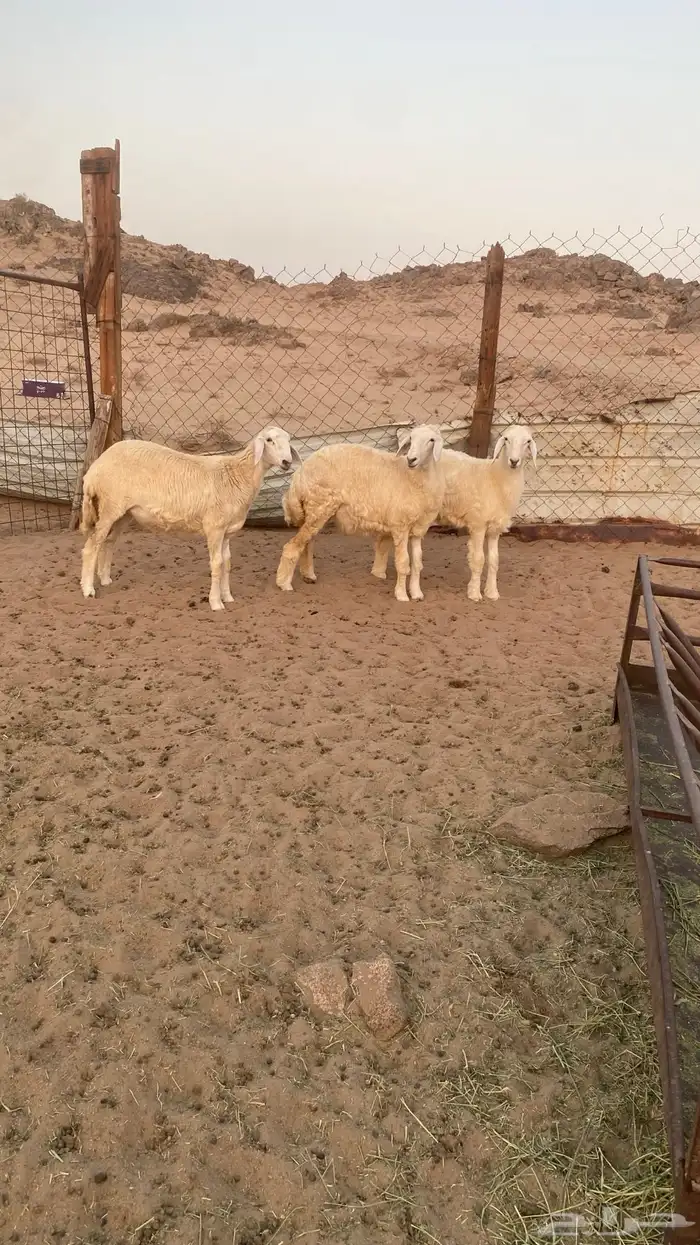 رخال حريه ( تمم البيع ) 0