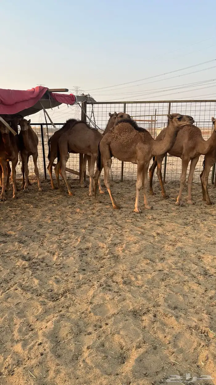 قعدان بلدي للبيع 7