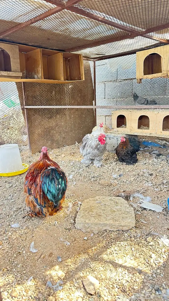 دجاج كوشن ديكين ودجاجتين 1