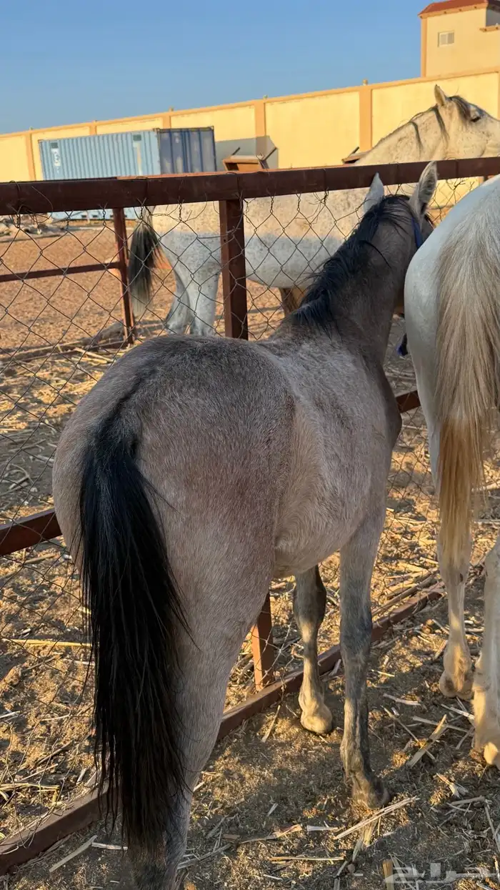 فرس عمرها 4 كفو للبيع عليها مهر ولقاح 2