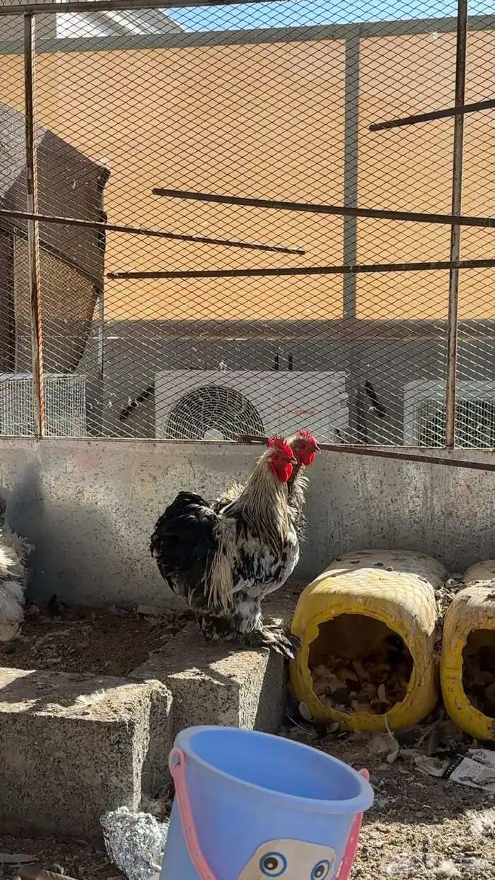 دجاج كوشن للبيع او البدل 1