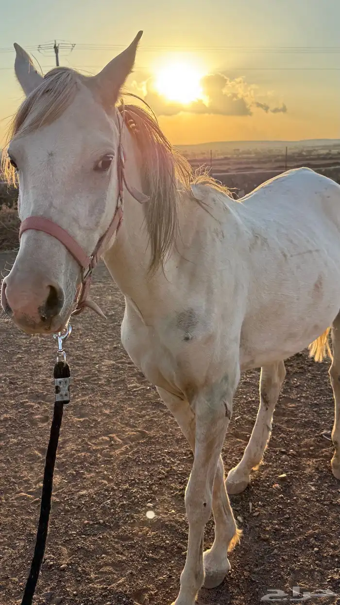 فرس عمرها 4 كفو للبيع عليها مهر ولقاح 11