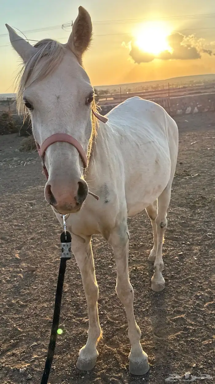 فرس عمرها 4 كفو للبيع عليها مهر ولقاح 16