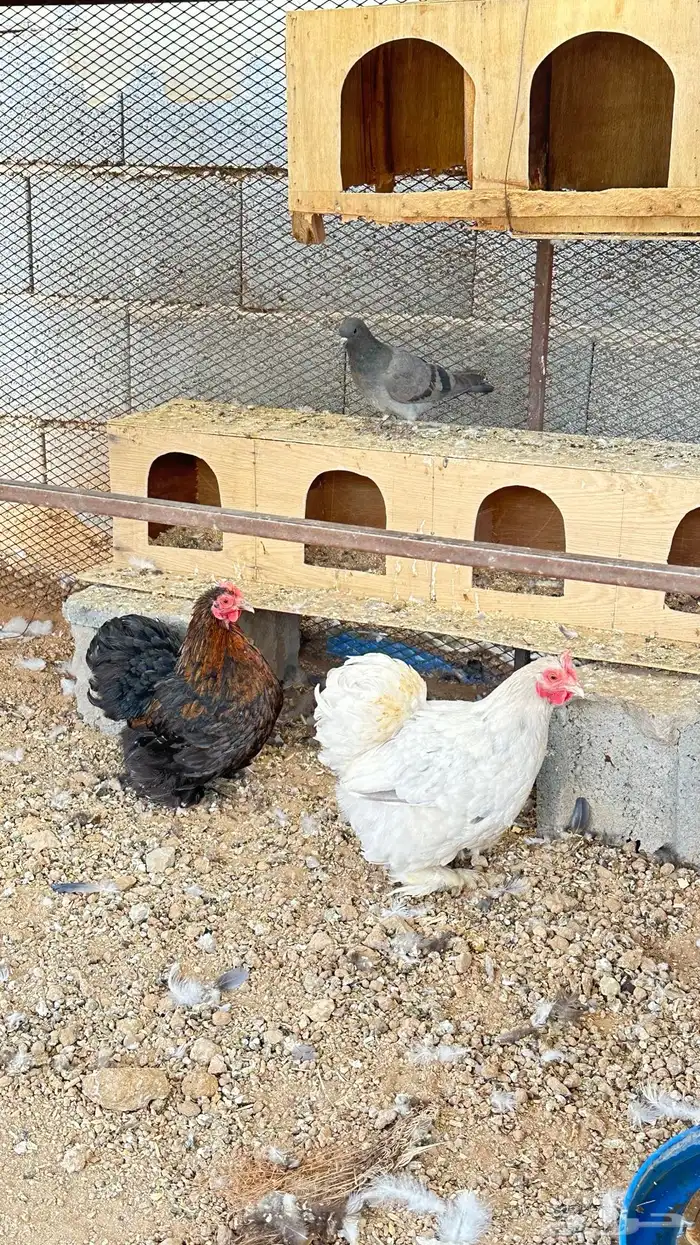 دجاج كوشن ديكين ودجاجتين 5