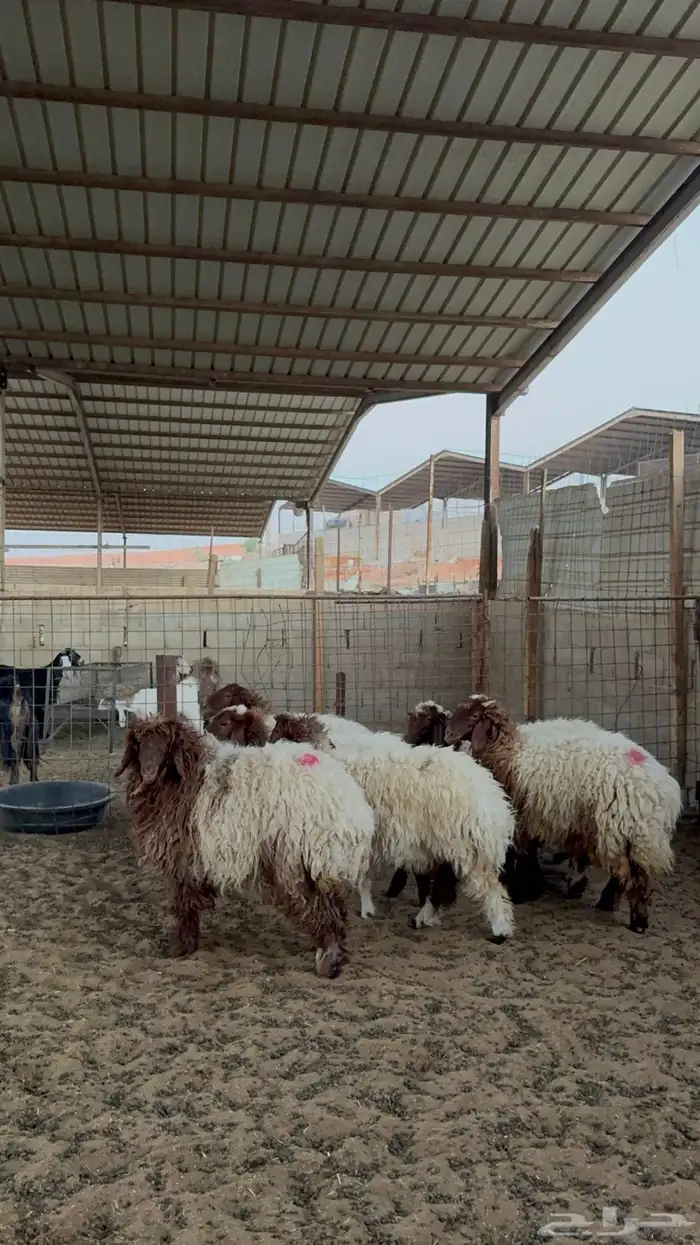 رخال نعيم جبره 0