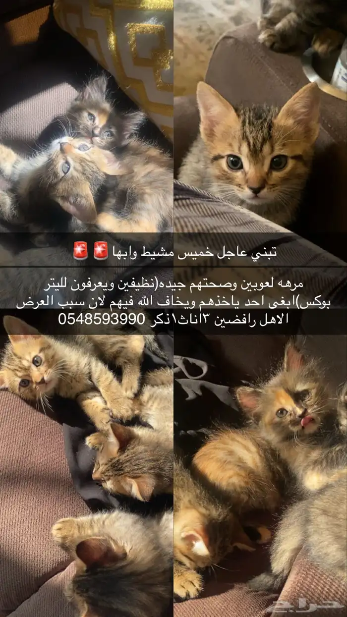 تبني قطط 0